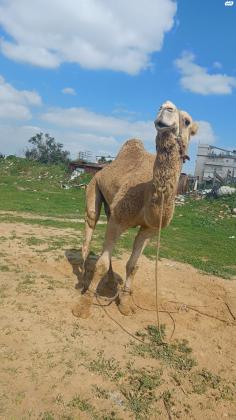 גמל שקט מאולף