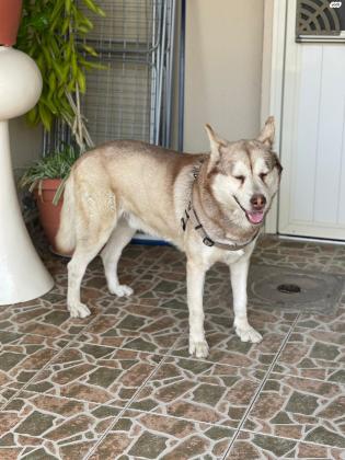 למסירה כלב האסקי סיבירי מושלם