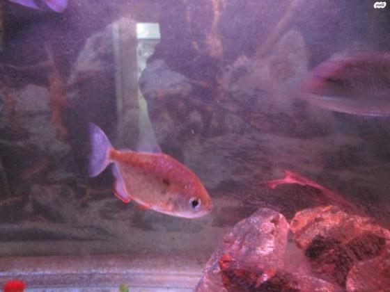 סילבר דולר מהמם ובוגר