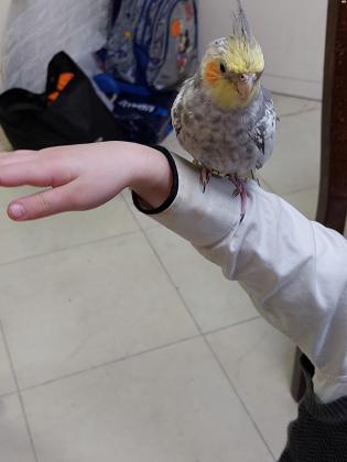 תוכי קוקטייל יפהפה האכלת יד