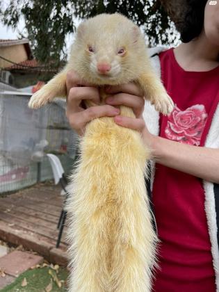 חמוס לבן בן כשנה, מאוד חברותי ומורגל