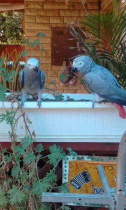 תוכי גאקו אכלת יד מקצועית