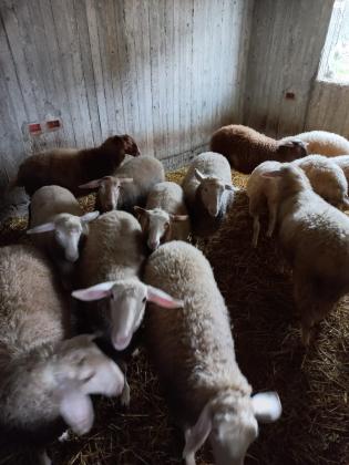 מכלעה ודרובר