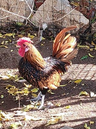 גולדן סיברייט בנטם יבוא מטורקיה