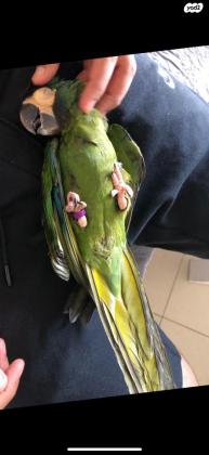 ארה ננסית אכלת יד מטובעת