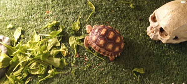 צב סודני בן כ10 חודשיים