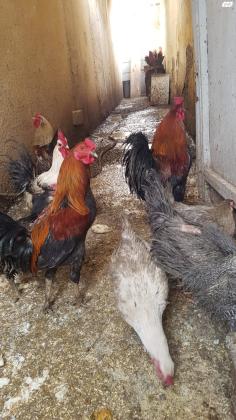 תרנגולות בלאדי, 50 שח לתרנגול