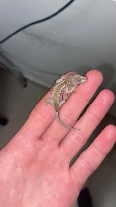 למכירה, ארבעה פרטים של שממיות