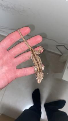 למכירה, ארבעה פרטים של שממיות