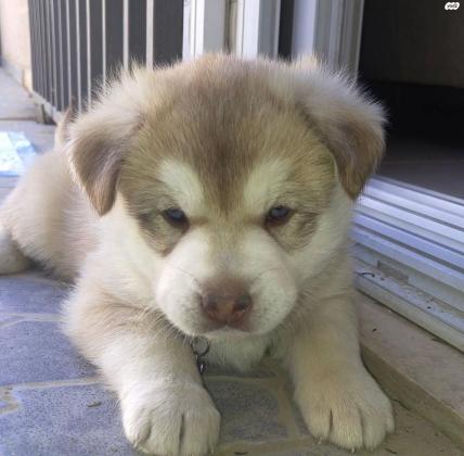 למסירה כלב האסקי סיבירי מושלם