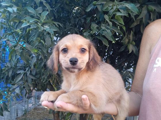 גור פקינז מעורב ננסי מאוד,