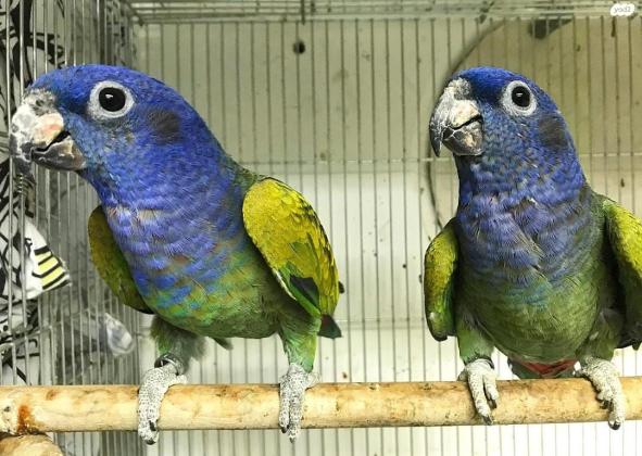 פיונוס ראש כחול זוג מתרבה מושלם