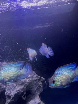 אקרה בלו ניאון 10 סמ