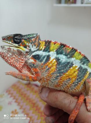 זיקית פנתר ממדגסקר, זן אמבילובה,