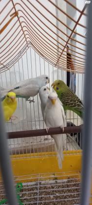 למכירה 10 תוכונים אוסטרלים, זכרים