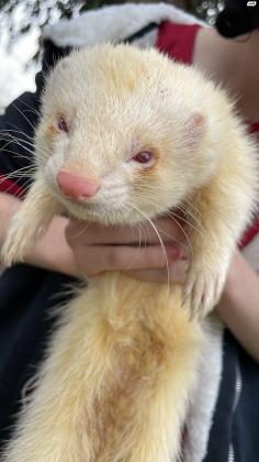 חמוס לבן בן כשנה, מאוד חברותי ומורגל