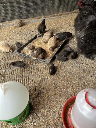 שלוים יפנים וסינים למכירה 20₪ ליחידה