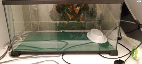 צב סודני בן כ10 חודשיים