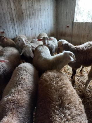 מכלעה ודרובר