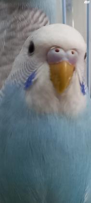 למכירה 10 תוכונים אוסטרלים, זכרים