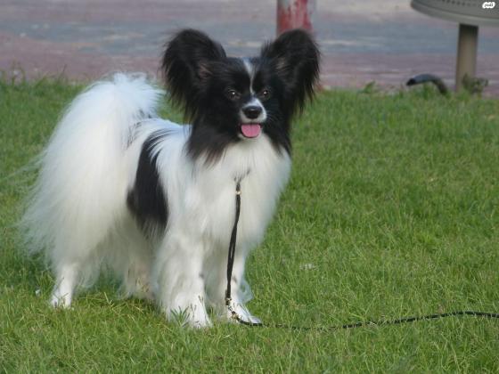 למכירה גור פפיון מדהים ברמה