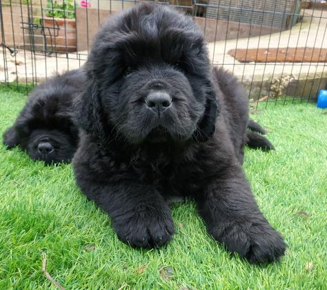 גורי ניופאונדלנד מהממים, עם תעודות