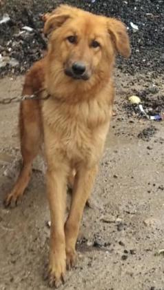 בורדר קולי מעורב גולדן רטריבר,