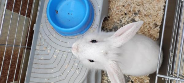 ארנב ננסי ראש אריה,צבע לבן