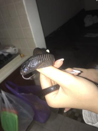 קינג שחור מקסיקני שקט ורגוע