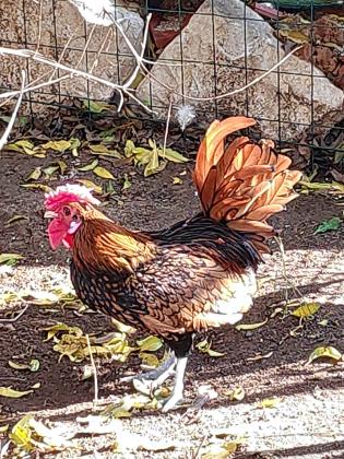 גולדן סיברייט בנטם יבוא מטורקיה