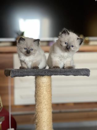 3 חתולים למכירה אמא הימלאיה