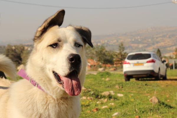 האסקי מעורב עם כלב כנעני