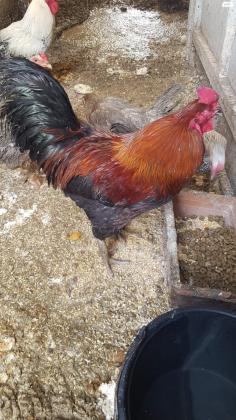 תרנגולות בלאדי, 50 שח לתרנגול