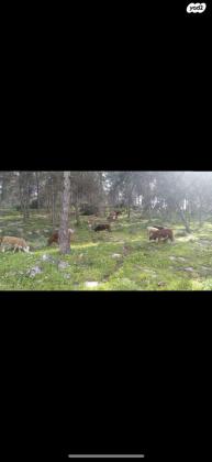עדר פרות שלםפרות בהריוןפרות עם