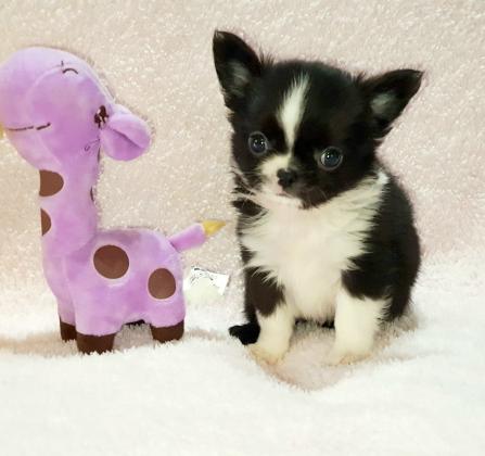 גורים צ'יוואווה מיני , זכרים