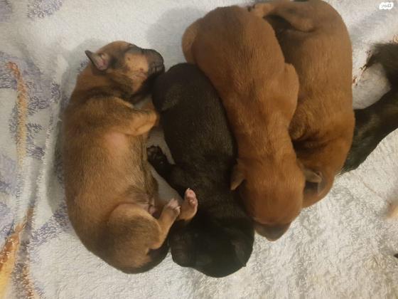 למסירה גורי לברדור מעורבים עם