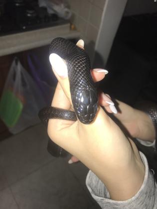 קינג שחור מקסיקני שקט ורגוע