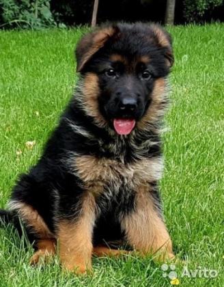 גורי רועה גרמני למכירה במחיר הזדמנות