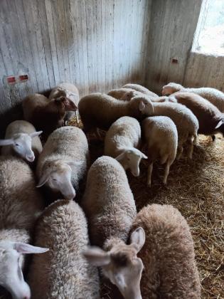 מכלעה ודרובר