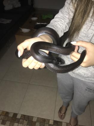 קינג שחור מקסיקני שקט ורגוע