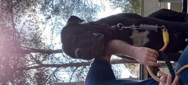 כלבי קאנה קורסו למכירה זכר