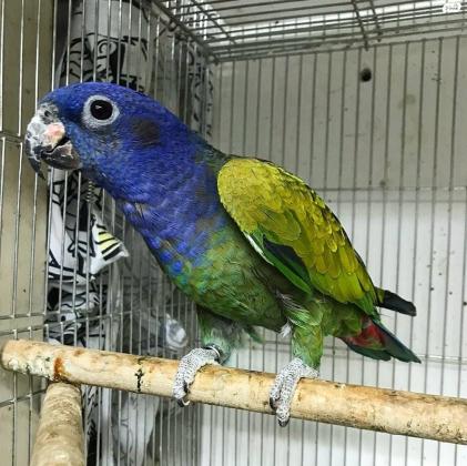 פיונוס ראש כחול זוג מתרבה מושלם