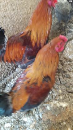 תרנגולות בלאדי, 50 שח לתרנגול