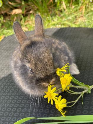 ארנבים מהממים ויפים , אבא ראש אריה
