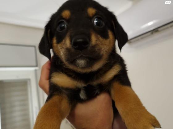 למסירה גורי לברדור מעורבים עם