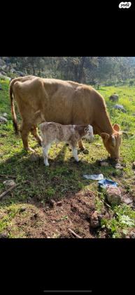 עדר פרות שלםפרות בהריוןפרות עם