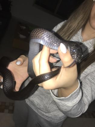 קינג שחור מקסיקני שקט ורגוע