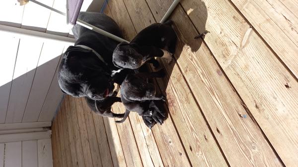 כלבי קאנה קורסו למכירה זכר