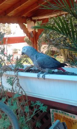 תוכי גאקו אכלת יד מקצועית