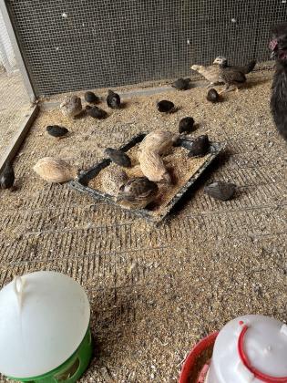 שלוים יפנים וסינים למכירה 20₪ ליחידה